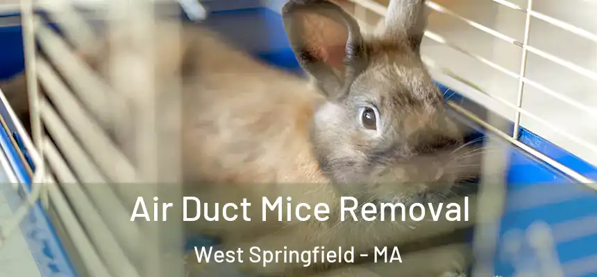  Air Duct Mice Removal West Springfield - MA